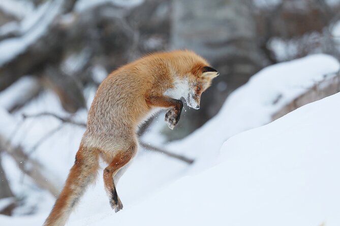 3.5hours Primeval Forest Snowshoe hike and Wildlife Watching Tour - Why Shiretoko is especially striking in winter