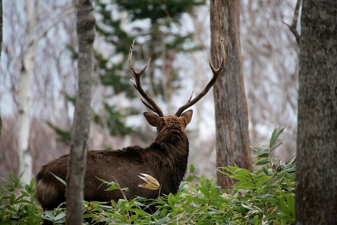 3.5hours Primeval Forest Snowshoe hike and Wildlife Watching Tour - Sea ice, white mountains, and the open coast