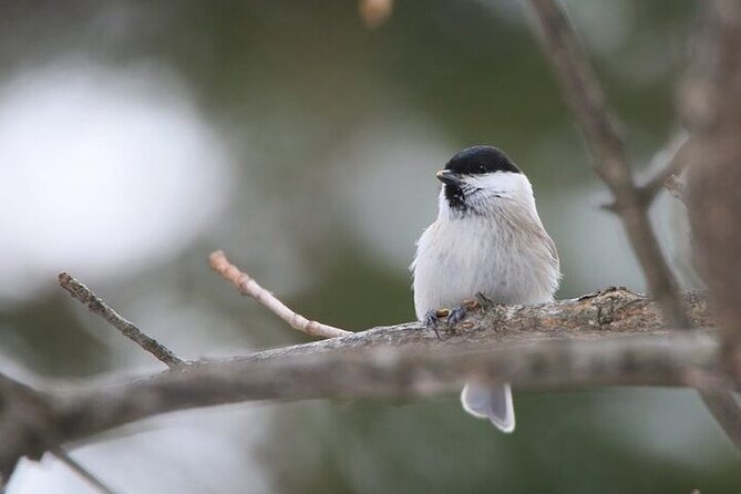 3 hours Snowshoe hike to "Furepe fall" and Wildlife Watching - Starting at the Utoro-Shiretoko roadside rest area