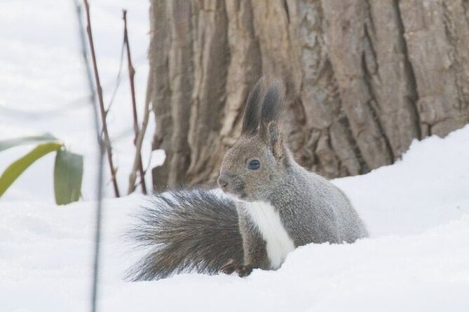 3 hours Snowshoe hike to "Furepe fall" and Wildlife Watching - Why the three-hour duration works