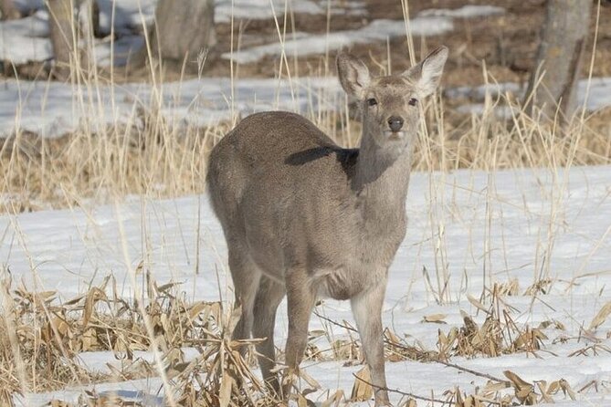 3 hours Snowshoe hike to "Furepe fall" and Wildlife Watching - The snowshoe route for beginners