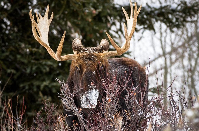 4 Hour Beginner Cross Country Skiing in Grand Teton - Winter ecology with a chance of wildlife