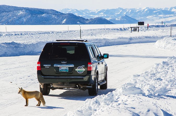 4 hour Snowshoe in Grand Teton National Park - Reading tracks instead of chasing wildlife