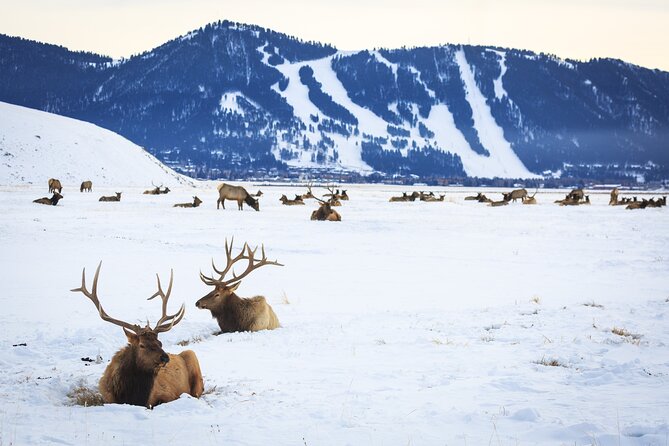8 Hour Combination Snowshoe & Wildlife Viewing in Grand Teton National Park - Lunch, coffee, and a useful pause