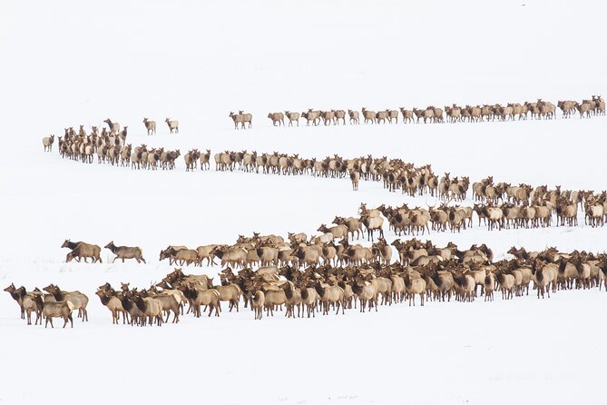 8 Hour Combination Snowshoe & Wildlife Viewing in Grand Teton National Park - What makes the guide important