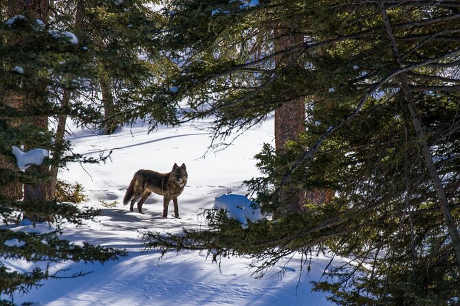 8 Hour Combination Snowshoe & Wildlife Viewing in Grand Teton National Park - Is $349 a fair price?