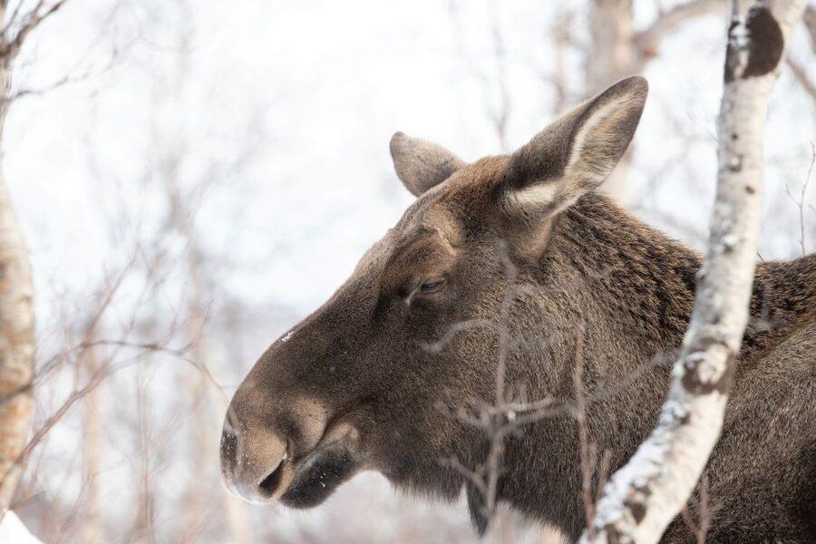 Abisko: Wilderness Snowshoe Hike - A quiet way to meet Abisko’s winter