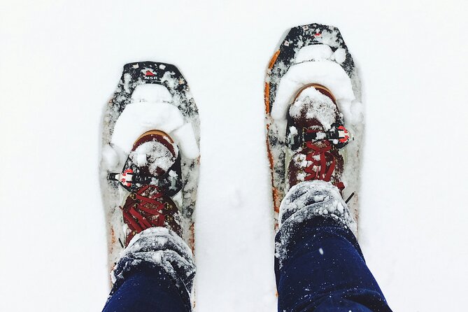 Arctic Darkness & Starlight Adventure with Snowshoes - A quiet way to meet Lapland after dark