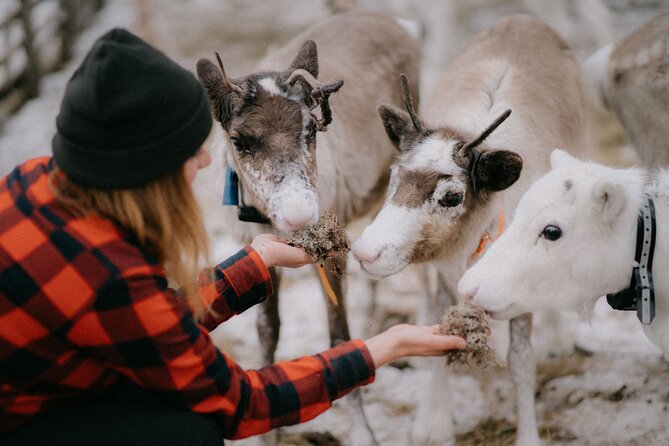 Arctic Reindeer Farm Experience with Snowshoeing in the Wild - Key points to know before you book