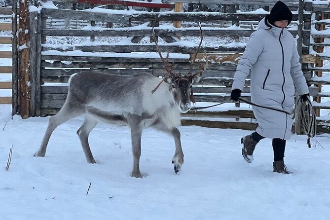 Arctic Reindeer Farm Experience with Snowshoeing in the Wild - The 35-minute drive from Levi