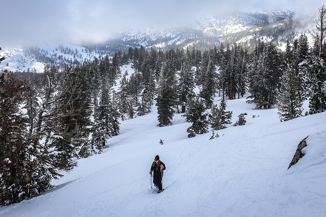 Chickadee Ridge Beginner Snowshoe Activity - A gentle start at Tahoe Meadows