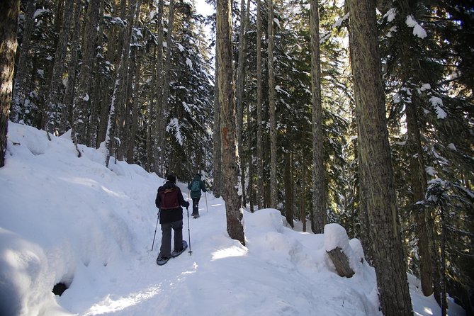 Coast Mountain Backcountry Snowshoe Tours - What the guide adds to the walk