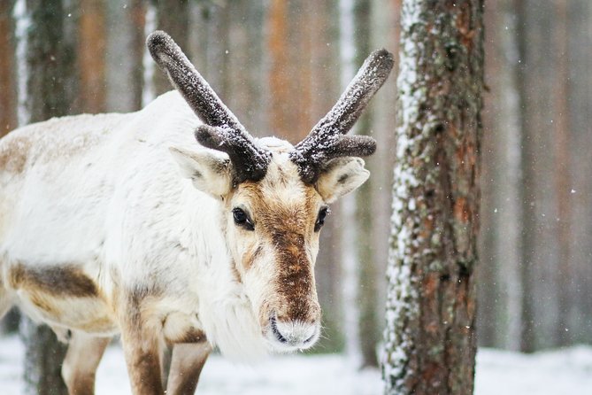 Cross-Country Skiing Trip - What the three-hour route feels like