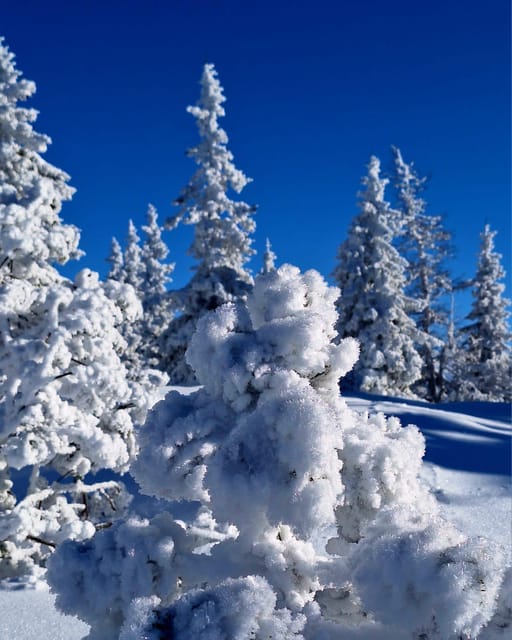 Ehrwald: Zugspitze Snowshoe Hiking Tour with Mountain Views - Who should book this activity