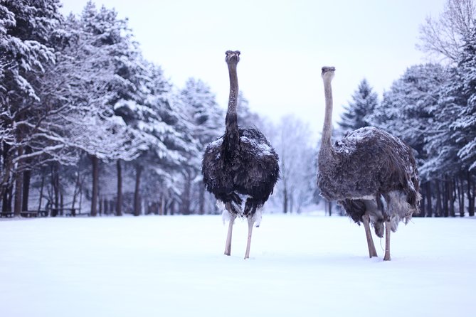 Elysian Gangchon Winter Ski with Nami Island Day Tour from Seoul - Is the $33.33 starting price good value?