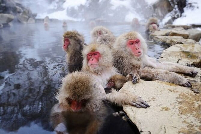 EN/CN Guided Snowshoeing and Snow Monkey Tour in Nagano - Entering Togakushi Shrine in winter