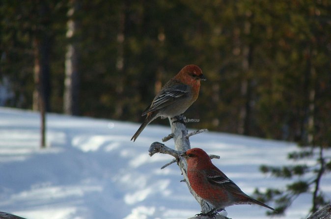 Explore Winter Woods: Snowshoe walk with local Biologist - Terhi’s nature lessons and Arctic context