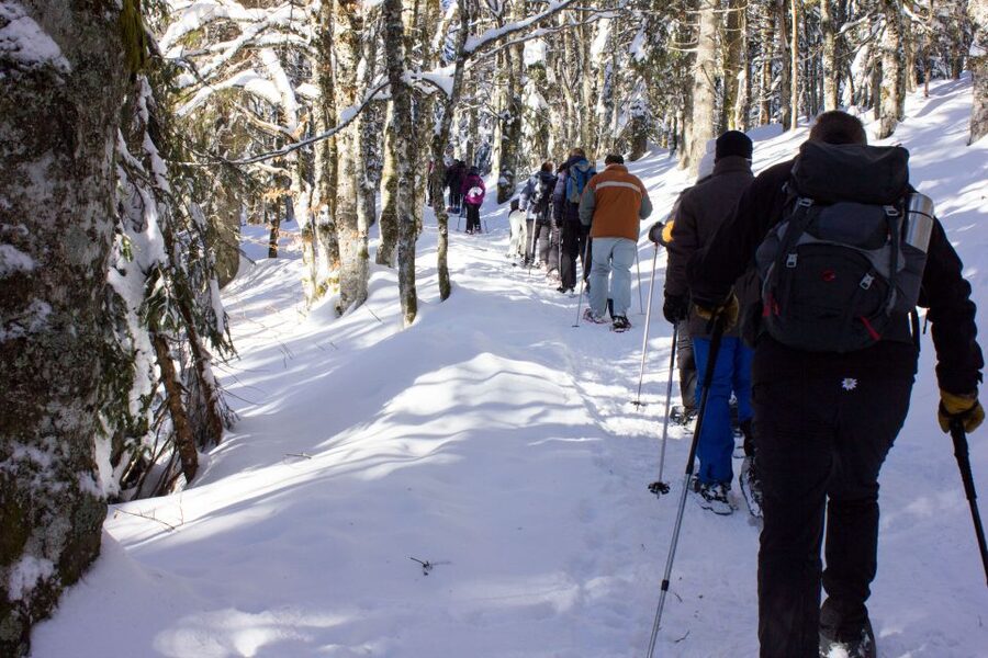 Feldberg: Guided Snowshoeing Tour in the Black Forest - A quiet way to see Feldberg in winter