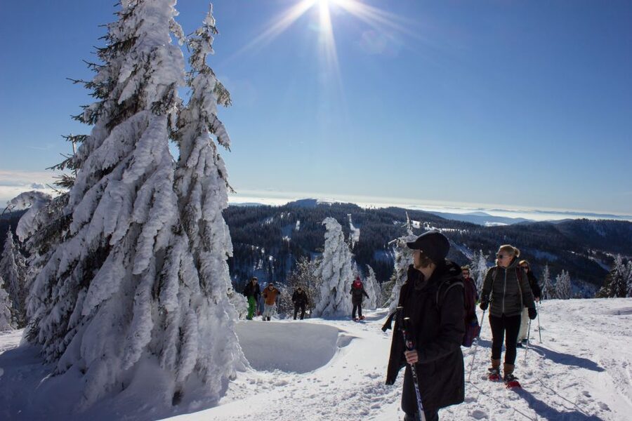 Feldberg: Guided Snowshoeing Tour in the Black Forest - Walking the winter trails near Feldberg