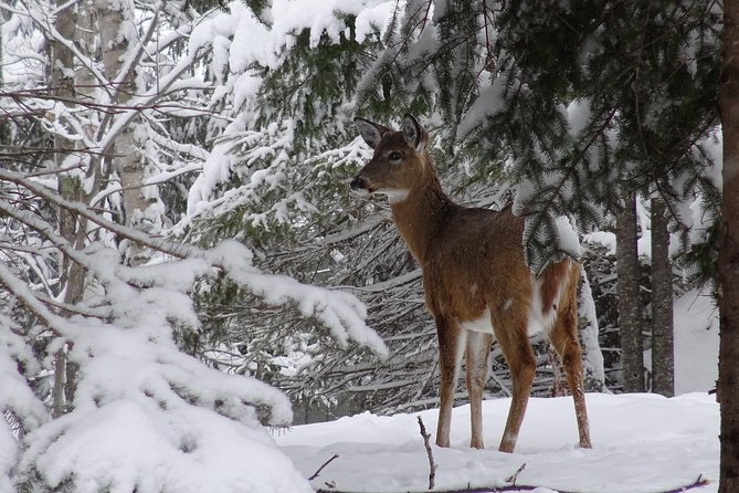 Fire Man Guided Snowshoe Tour in Mont-Tremblant - Who will enjoy this most