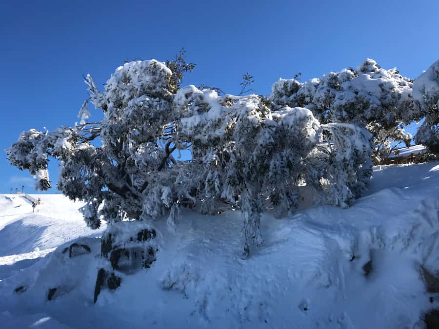 From Melbourne: Mt Buller Snow Day Small Group Boutique Tour - Riding the Northside Express chairlift