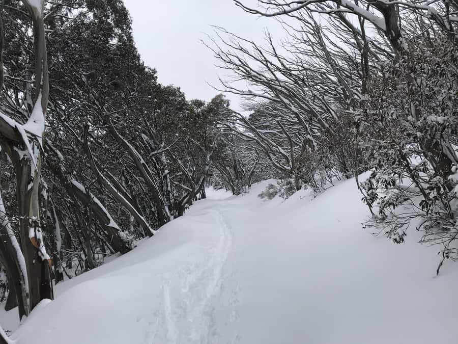 From Melbourne: Mt Buller Snow Day Small Group Boutique Tour - Horse Hill Toboggan and Snowplay Park