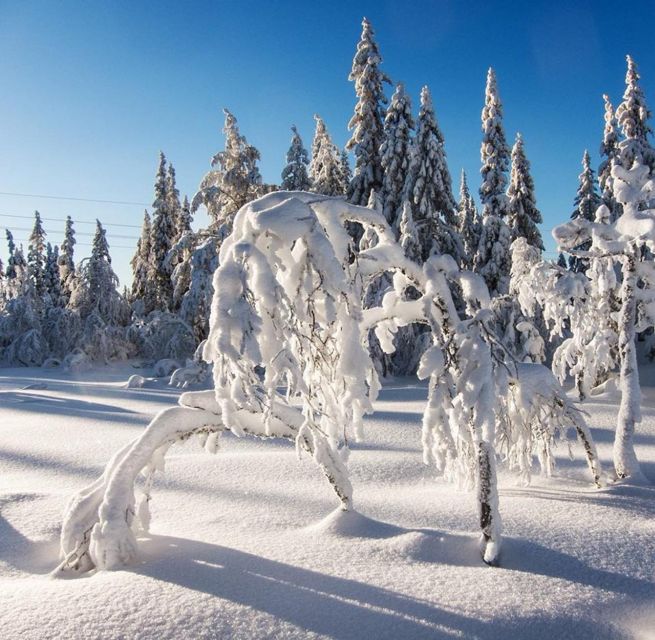 From Oslo: Oslomarka Forest Guided Snowshoeing Tour - How Group Size Can Change the Experience