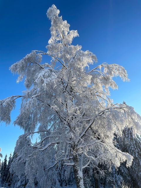From Oslo: Oslomarka Forest Guided Snowshoeing Tour - Who Should Book This Oslomarka Outing?