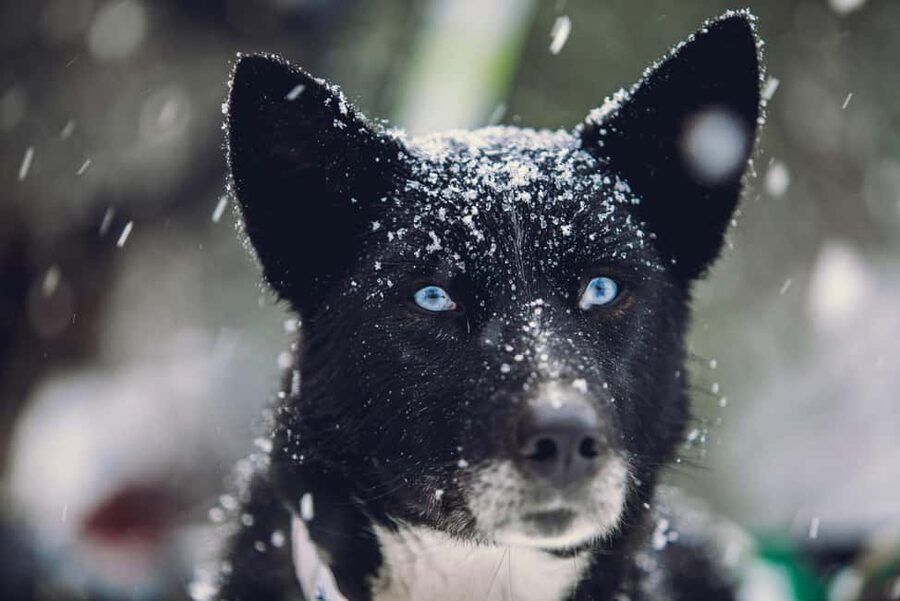 From Tromsø: Advanced Dog Sledding Daytime & Snow Park Visit - Lunch beside the fire in a traditional lávvu