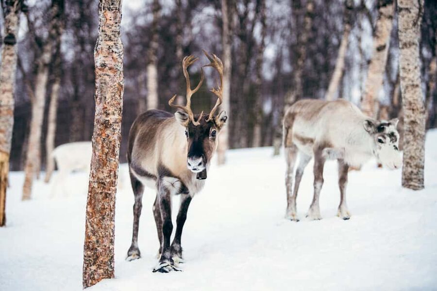 From Tromsø: Advanced Dog Sledding Daytime & Snow Park Visit - Is $476 a fair price?
