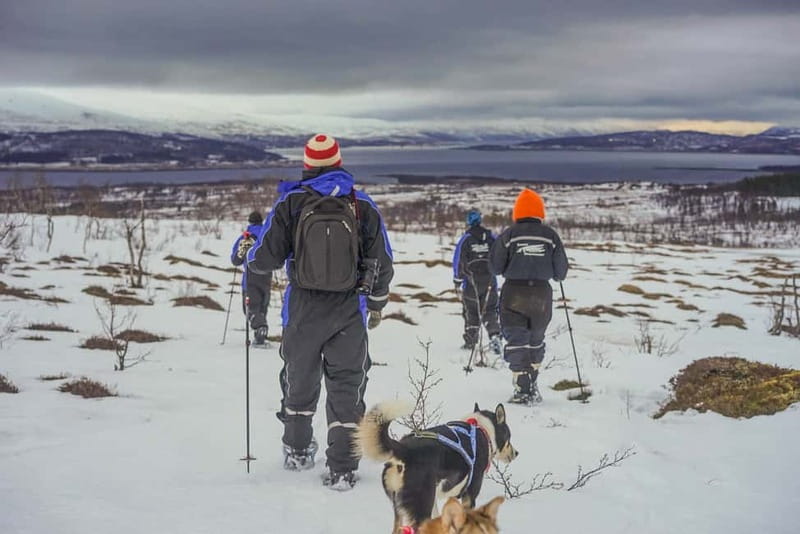 From Tromsø: Guided Husky Snowshoe Hike and Husky Camp Visit - Key Points