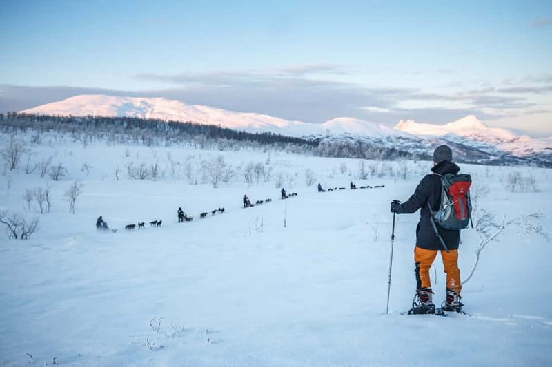 From Tromsø: Guided Husky Snowshoe Hike and Husky Camp Visit - From Tromsø to the Husky Camp