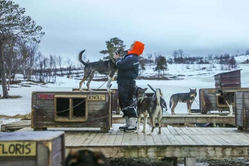 From Tromsø: Guided Husky Snowshoe Hike and Husky Camp Visit - Who Should Book This Husky Snowshoe Tour?