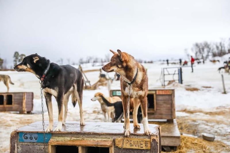 From Tromsø: Guided Husky Snowshoe Hike and Husky Camp Visit - Getting Ready in Winter Gear