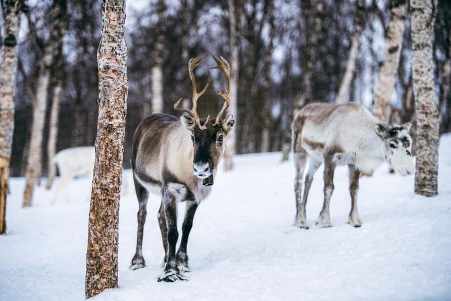 From Tromsø: Ice Domes Snow Park and Wilderness Experience - Huskies, reindeer, and realistic animal expectations