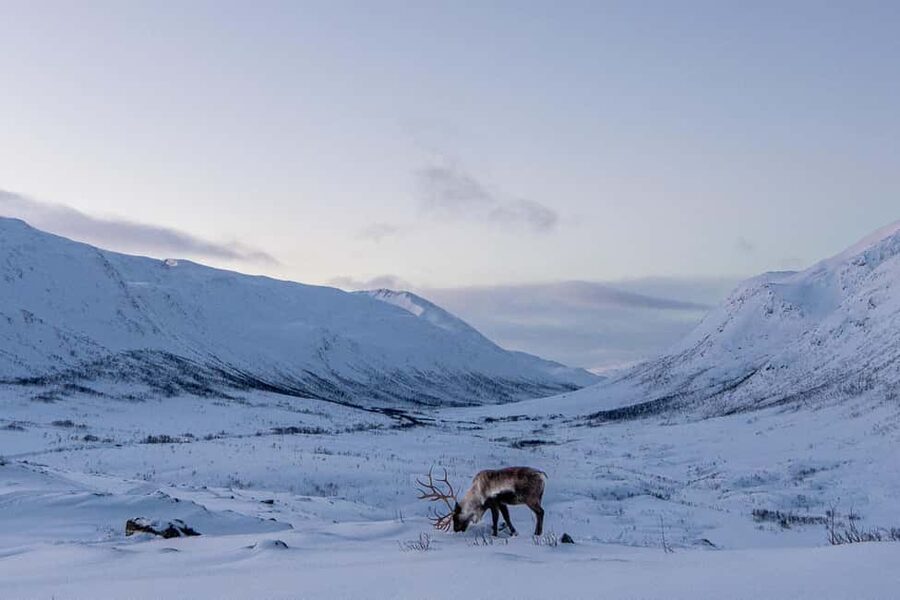 From Tromsø: Snowshoe Hike with Local Guides - Two to two and a half hours in the Arctic mountains