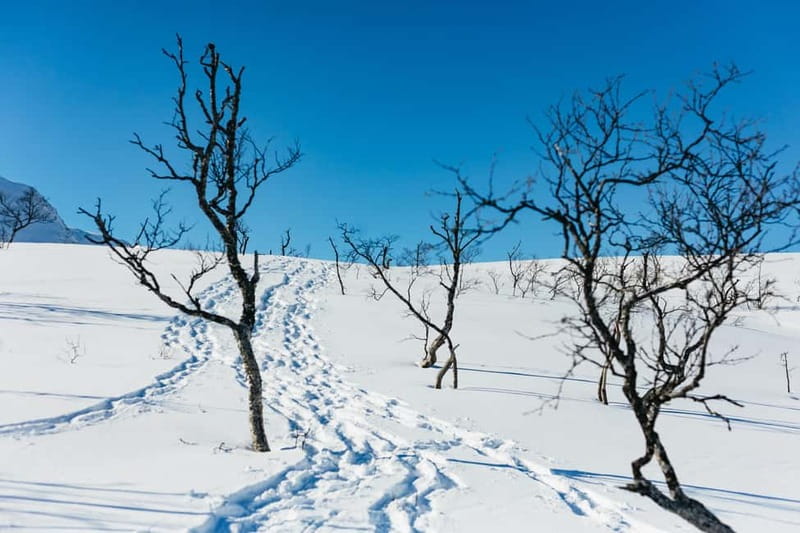 From Tromsø: Snowshoeing Hike with Picnic Lunch and Photos - A simple picnic with hot drinks