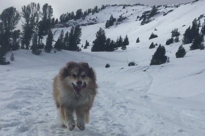 Guided Snowshoe Experience in Lake Tahoe - Three hours in Lake Tahoe’s winter woods