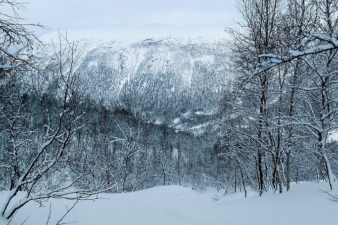 Guided Tromsdalen Snowshoe Adventure Starts Here - The forest, fjords, and city views