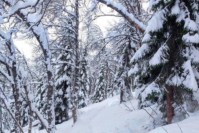 Guided Tromsdalen Snowshoe Adventure Starts Here - How beginner-friendly is the walk?
