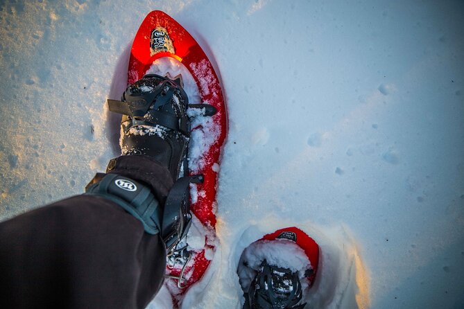Half Day Snowshoe Hiking Adventure in Levi Lapland - Is $113.79 a fair price?