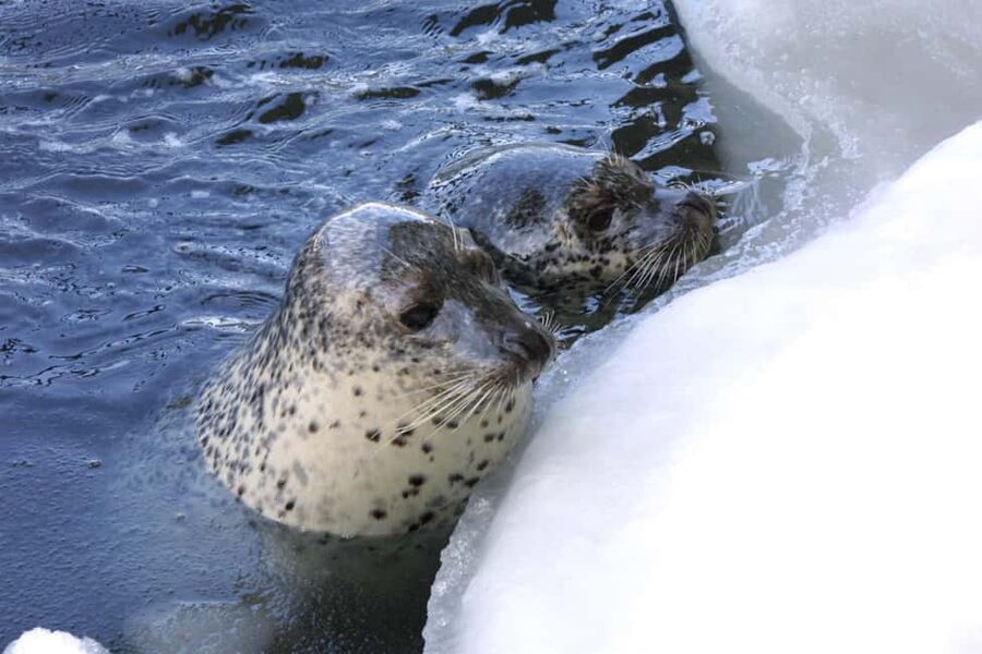 Icebreaker GARINKO GO III Cruise Explore Ice and Snow Tour - Key points to know before booking