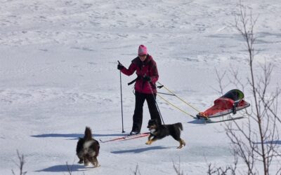 Kiruna: Cross-Country Skiing Tour with a Guide