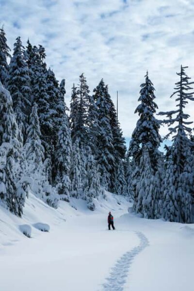 Kiruna: Daytime Snowshoe Hike