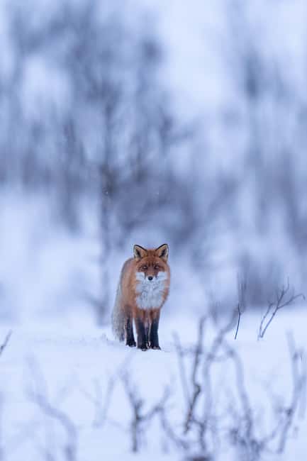 Kiruna: Daytime Snowshoe Hike - The warm drink stop is small but important