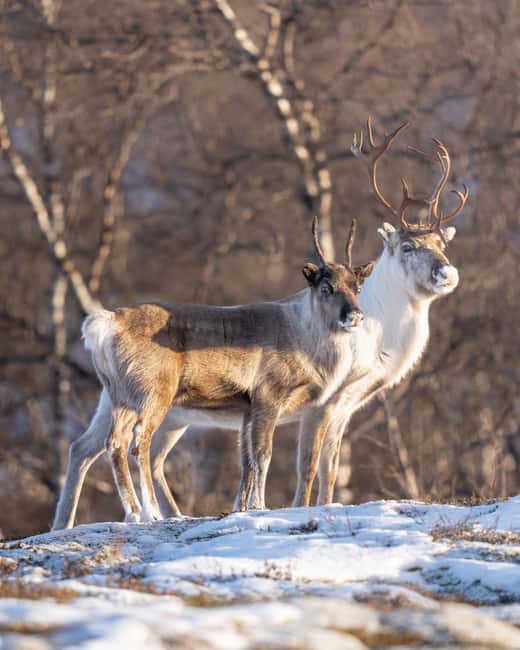 Kiruna: Daytime Snowshoe Hike - Booking details worth knowing