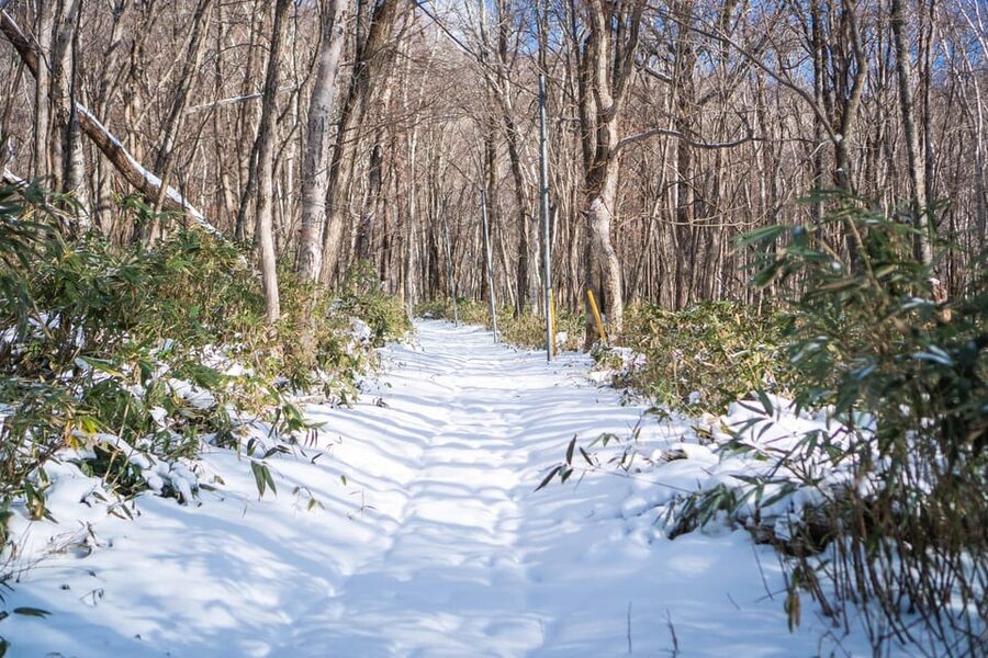 Lake Tachibana: Snowshoe to a frozen lake! - Returning through the snowy forest