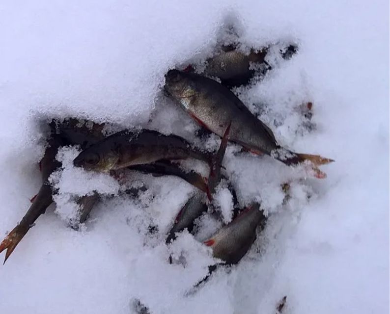 Lapland: Ice Fishing, Floating & BBQ Snow Adventure - Should you book this Lapland ice adventure?