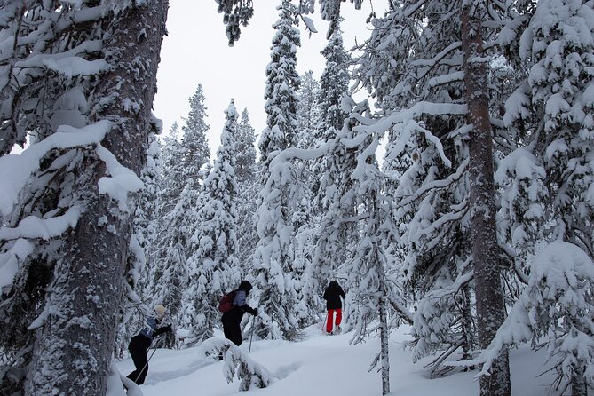 Levi: Lakeside forest snowshoeing - Key points before you book