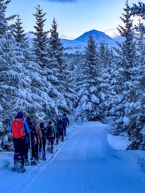 Lofoten: Half Day Snowshoe Tour - Who will enjoy this snowshoe tour?